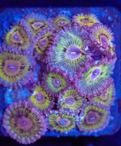 Wysiwyg Chiquita Zoa Frag [F24] **LOTS OF HEADS**