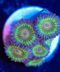 Wysiwyg Zoa Frag  [F42]