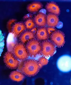 Wysiwy Redbull Zoa Frag [F48]