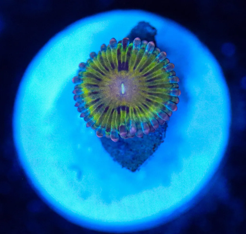 Frag Box Corals