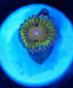 Wysiwyg Zoanthid Frag [F50]
