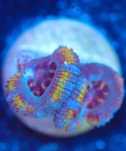 Wysiwyg Acan Frag [F63]
