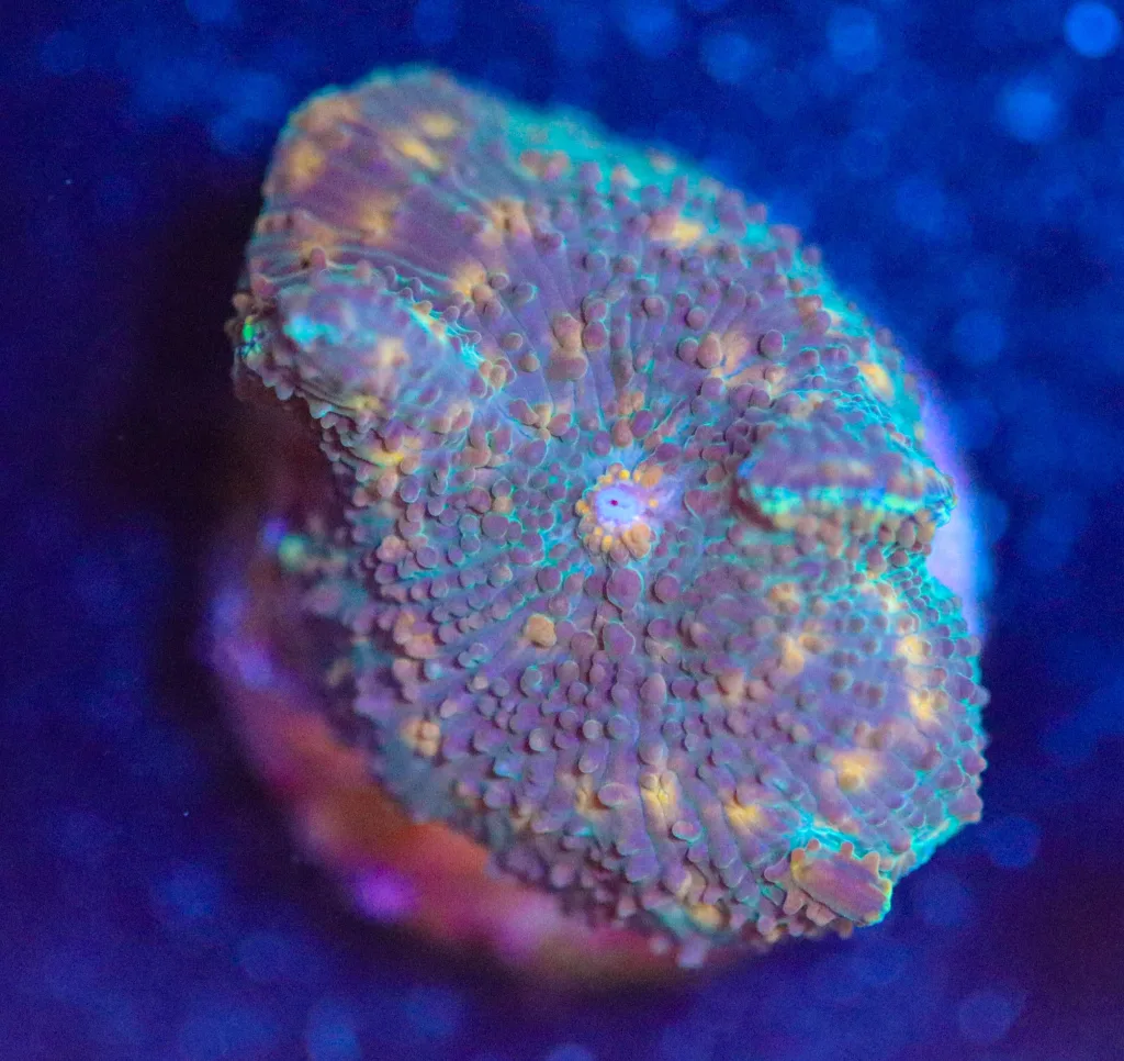 Frag Box Corals