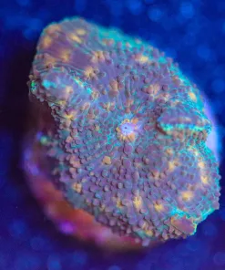 Wysiwyg Leopard Mushroom Frag [F64]