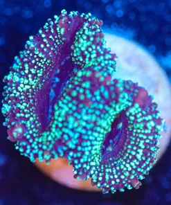 Wysiwyg Time Traveller Acan Frag [F69]