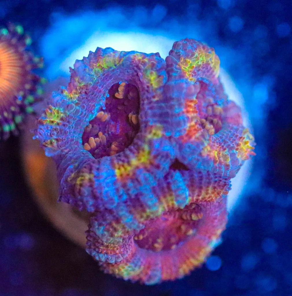Frag Box Corals
