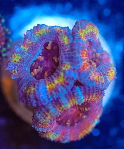 Wysiwyg Acan Frag  [F74]