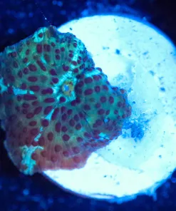 Wysiwyg Mushroom Frag [F79]