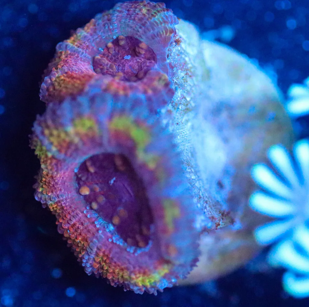 Frag Box Corals