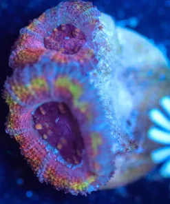 Wysiwyg Acan Frag [F83]