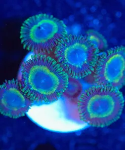 Wysiwyg Zoa Frag [F85]