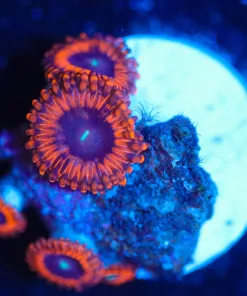 Wysiwyg Zoanthid Frag [F86]