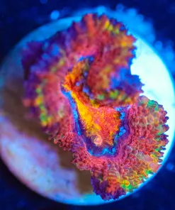 Wysiwyg Acan Frag  [F89]