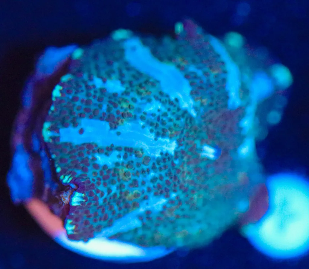 Frag Box Corals