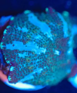 Wysiwyg Mushroom Frag [F92]