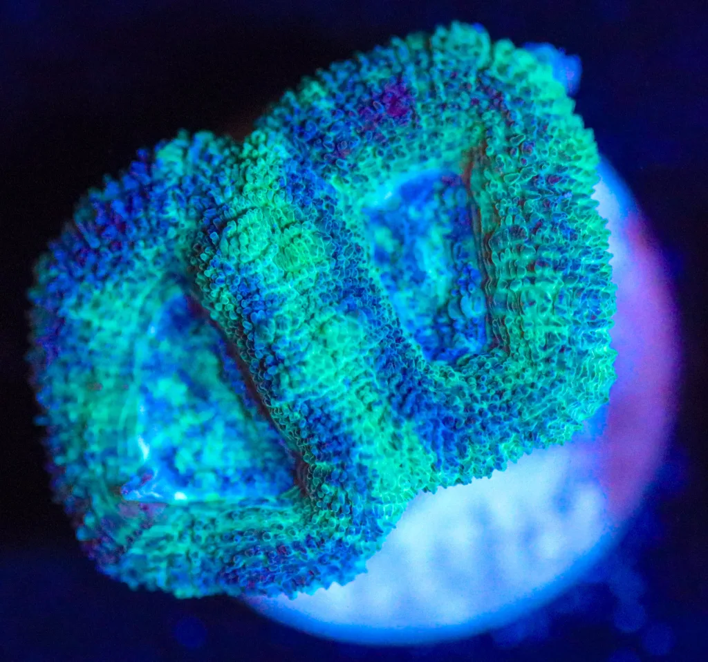 Frag Box Corals