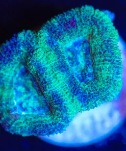 Wysiwyg Acan Frag [F96]