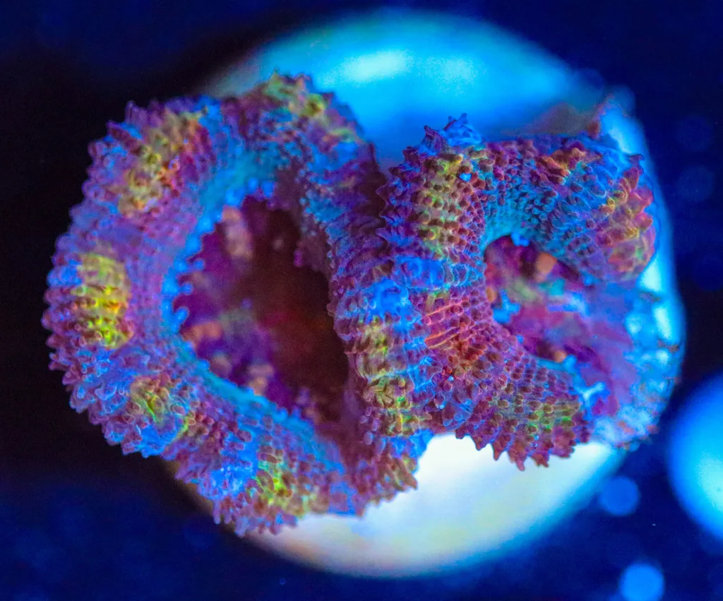 Frag Box Corals