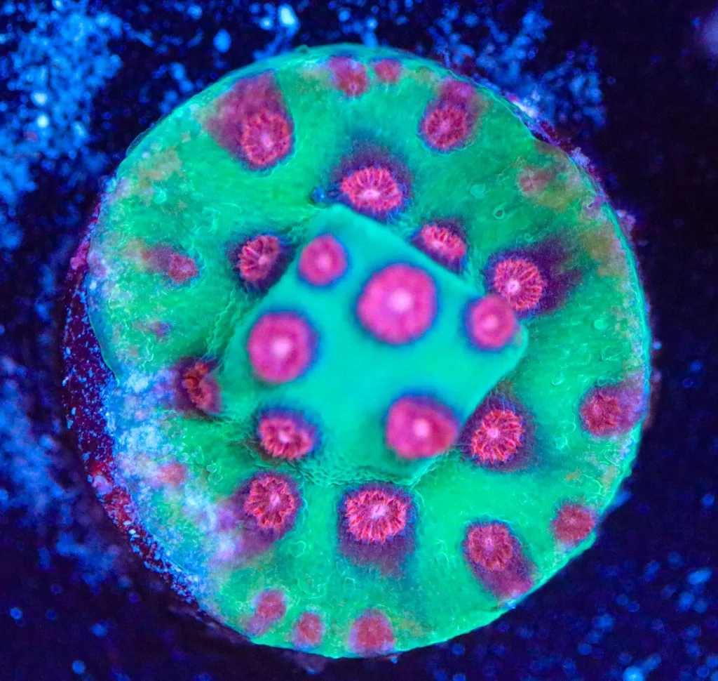 Frag Box Corals