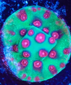 Wysiwyg Alien Pox Cyphastrea Frag [F99]