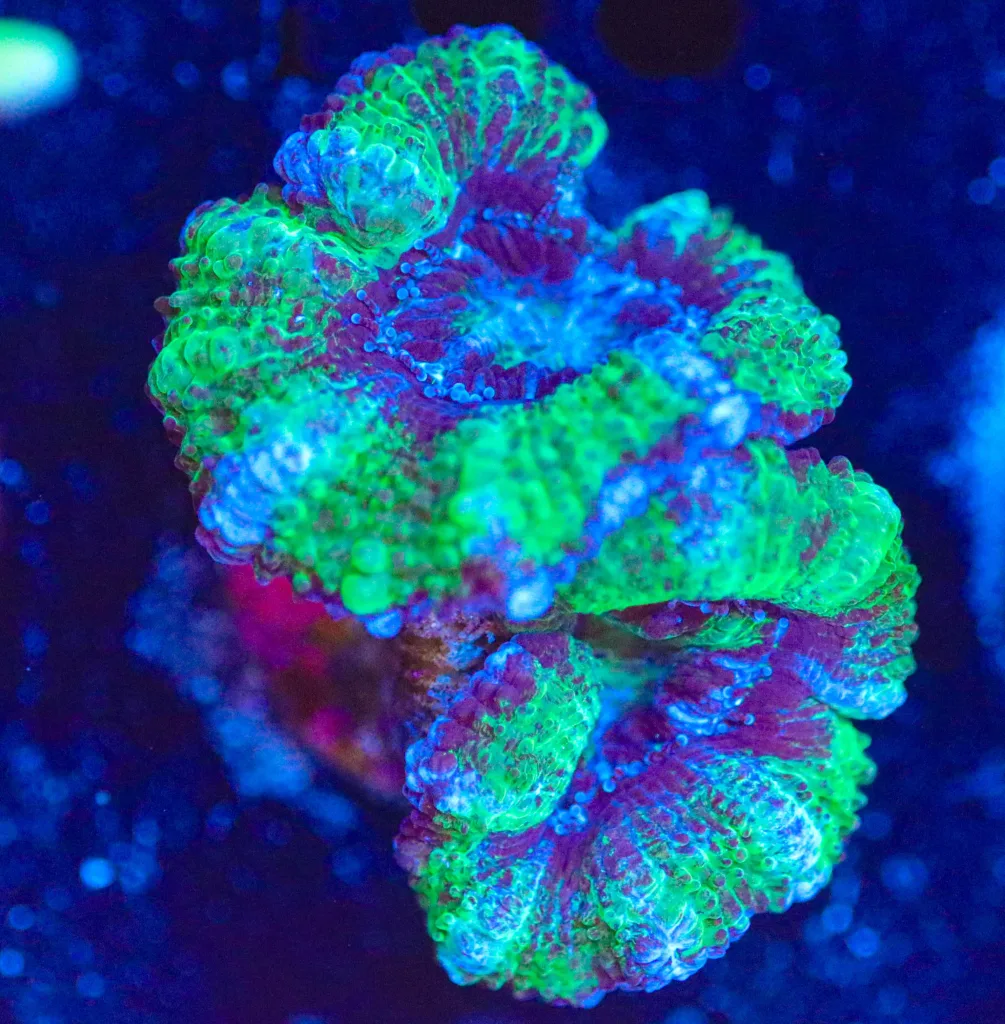 Frag Box Corals