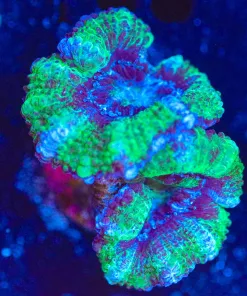 Wysiwyg Acan Frag [F101]