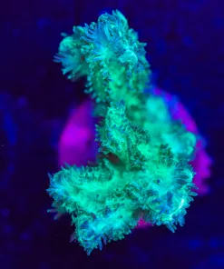 Wysiwyg Hydnophora Frag F104]