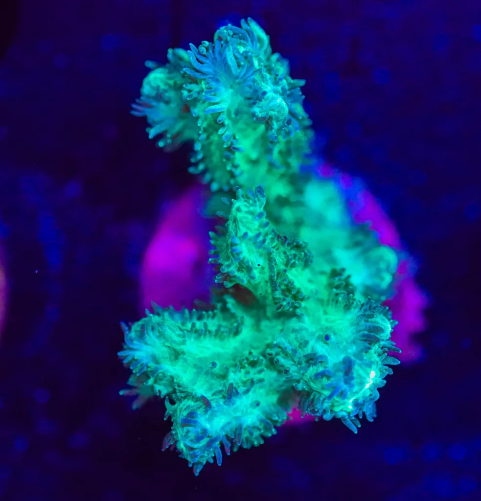 Frag Box Corals