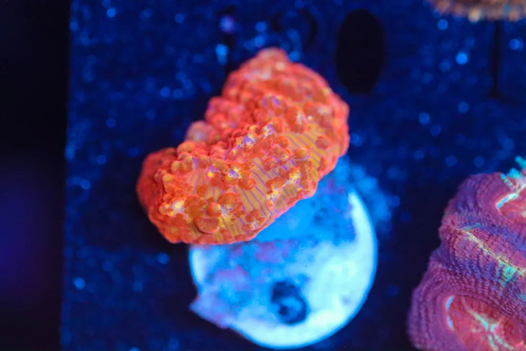 Frag Box Corals