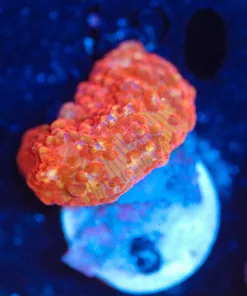 Wysiwyg Mushroom Frag [F113]