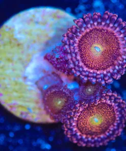 Wysiwyg Zoa Frag [F117]