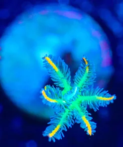 Wysiwyg Clove Polyp Frag  [F118]