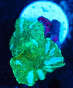 Wysiwyg Mushroom Frag x2 [F120]