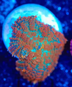 Wysiwyg Rhodactis Frag [F121]