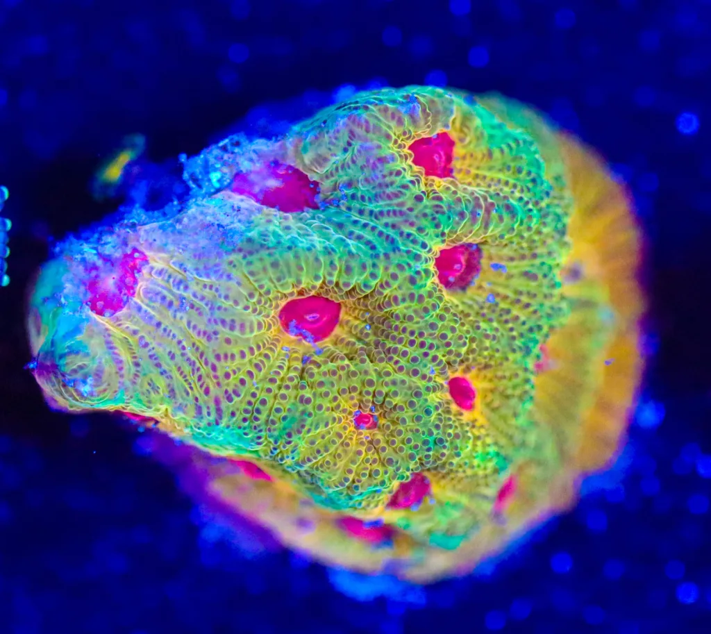 Frag Box Corals