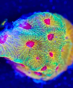 Wysiwyg Fascination Favia Frag [F130]