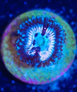 Wysiwyg Pink Constellation Zoa Frag [F132]