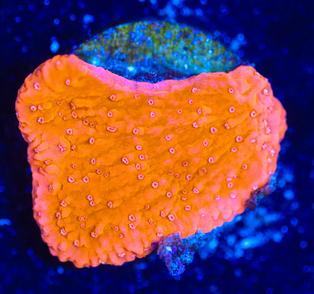Frag Box Corals