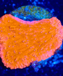 Wysiwyg Montipora Frag [F133]