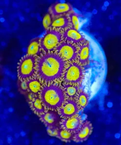 Wysiwyg King Midas Frag  [F135]
