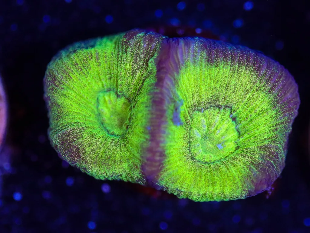 Frag Box Corals