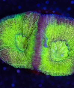 Wysiwyg Favia Frag [F136]