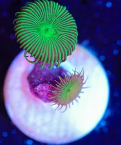 Wysiwyg Green Paly [F137]