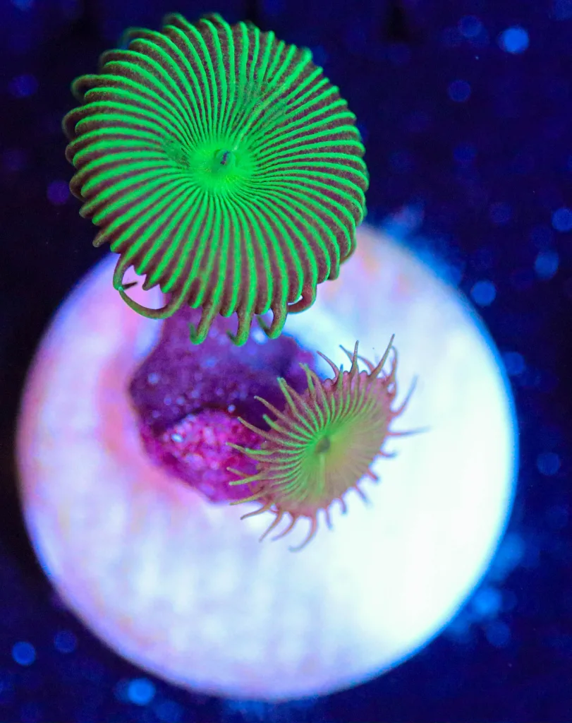 Frag Box Corals