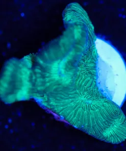 Wysiwyg Potato Chip Coral Frag [F140]