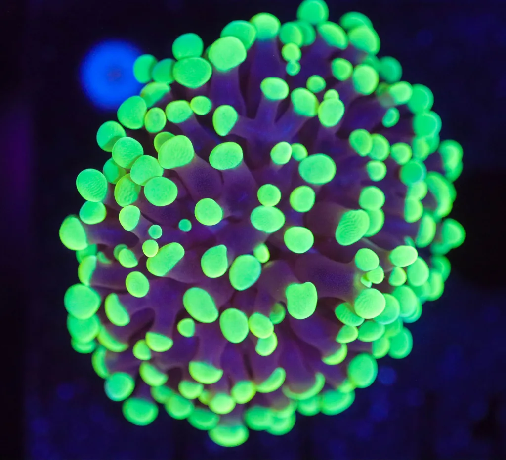 Frag Box Corals