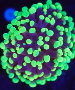 Wysiwyg Hammer Coral Frag [F141]