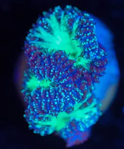 Wysiwyg Blastomussa Frag [F143]