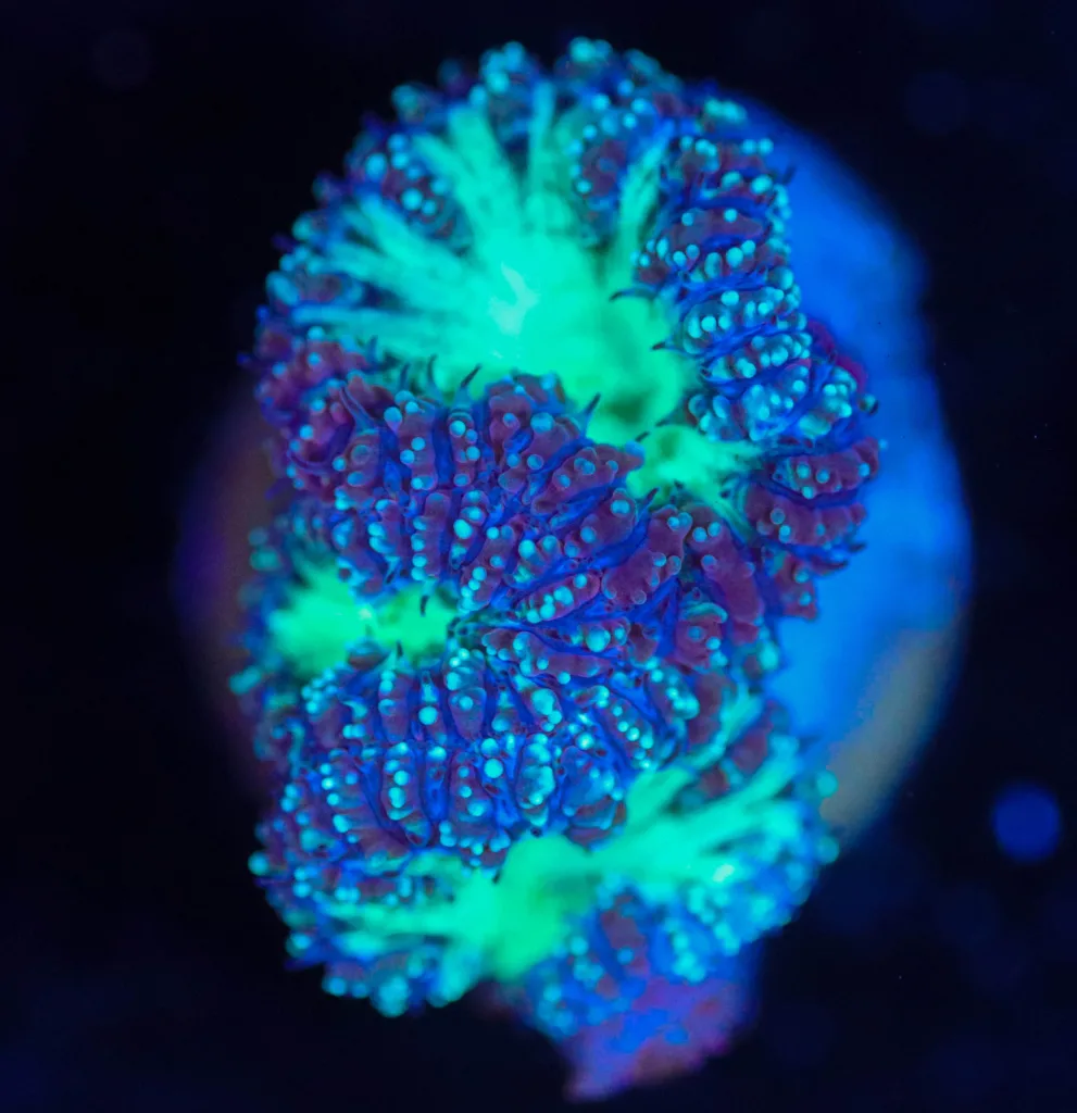 Frag Box Corals