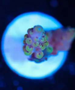 Wysiwyg Acropora Frag [F144]